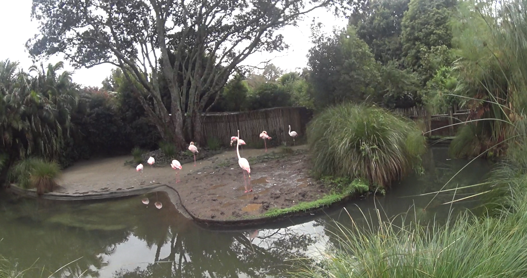 Greater Flamingo Enclosure