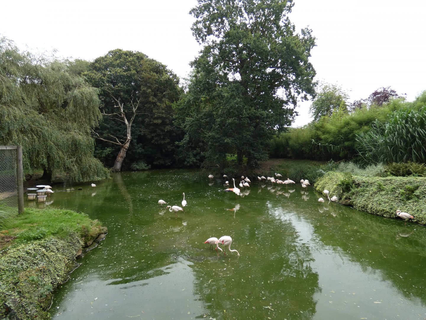 Greater flamingo enclosure