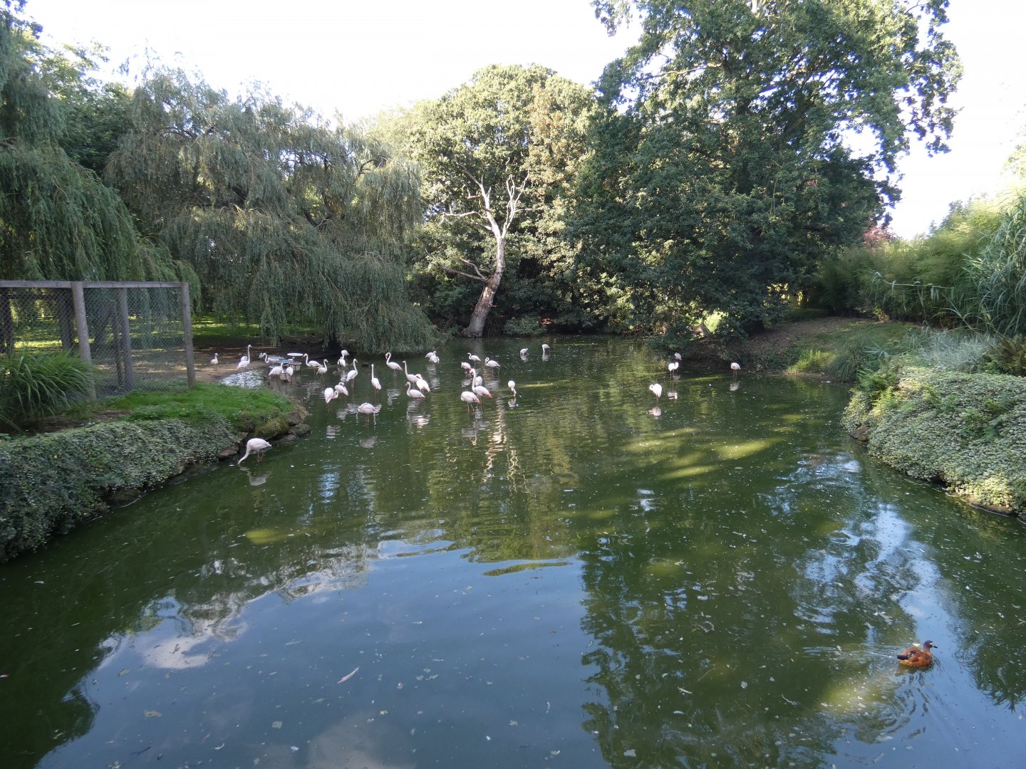 Greater flamingo enclosure