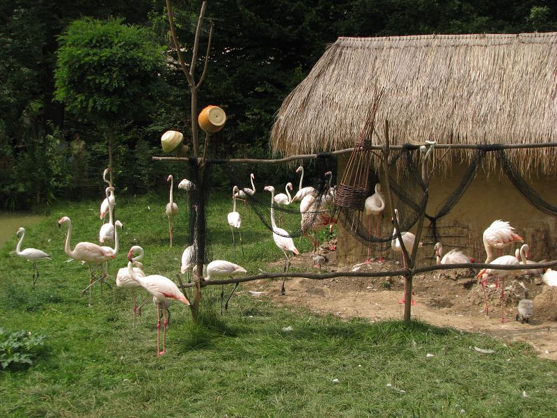 Greater flamingo enclosure