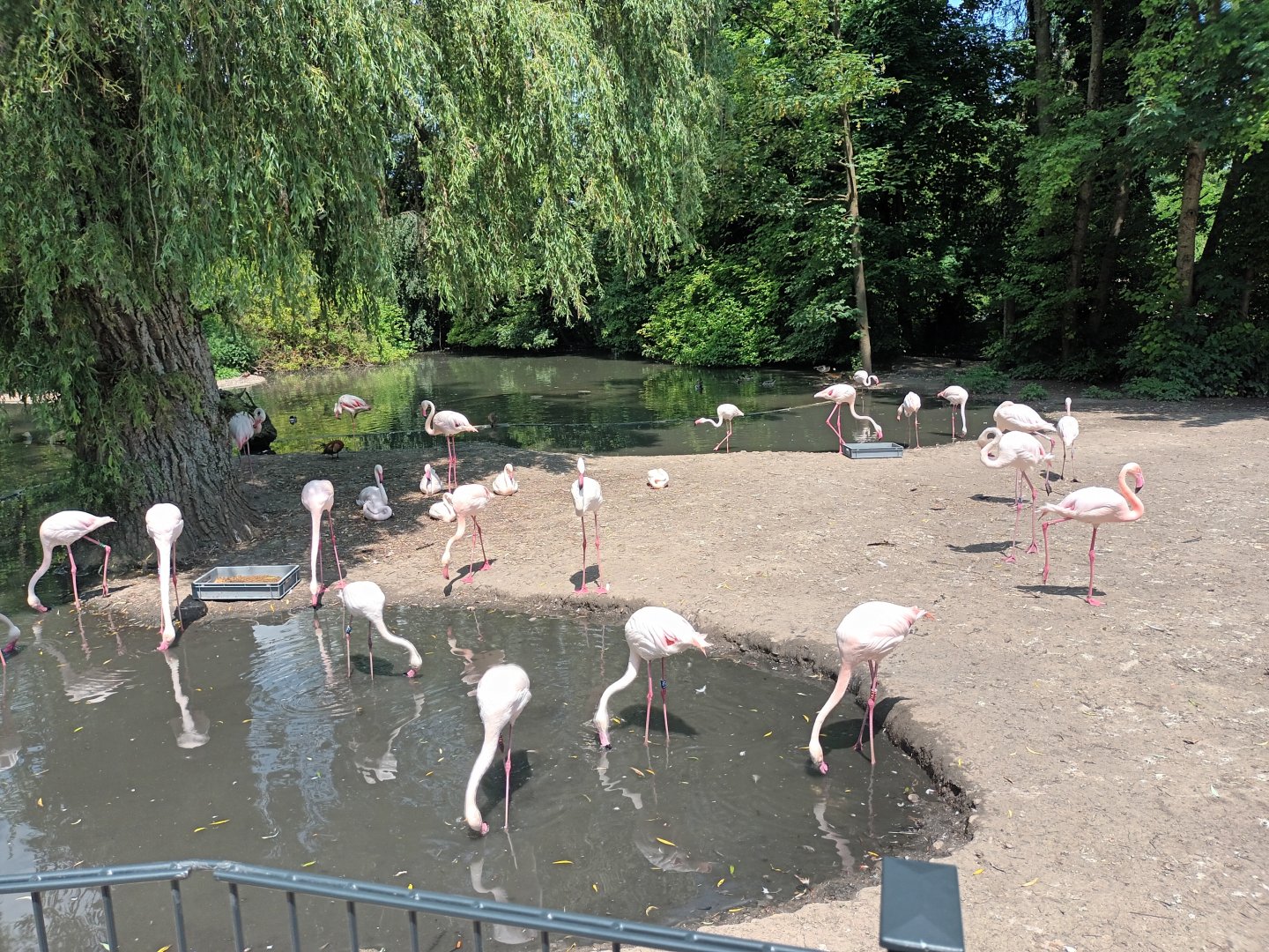 Greater Flamingo Enclosure