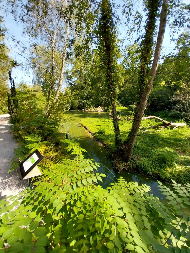 Greater flamingo enclosure