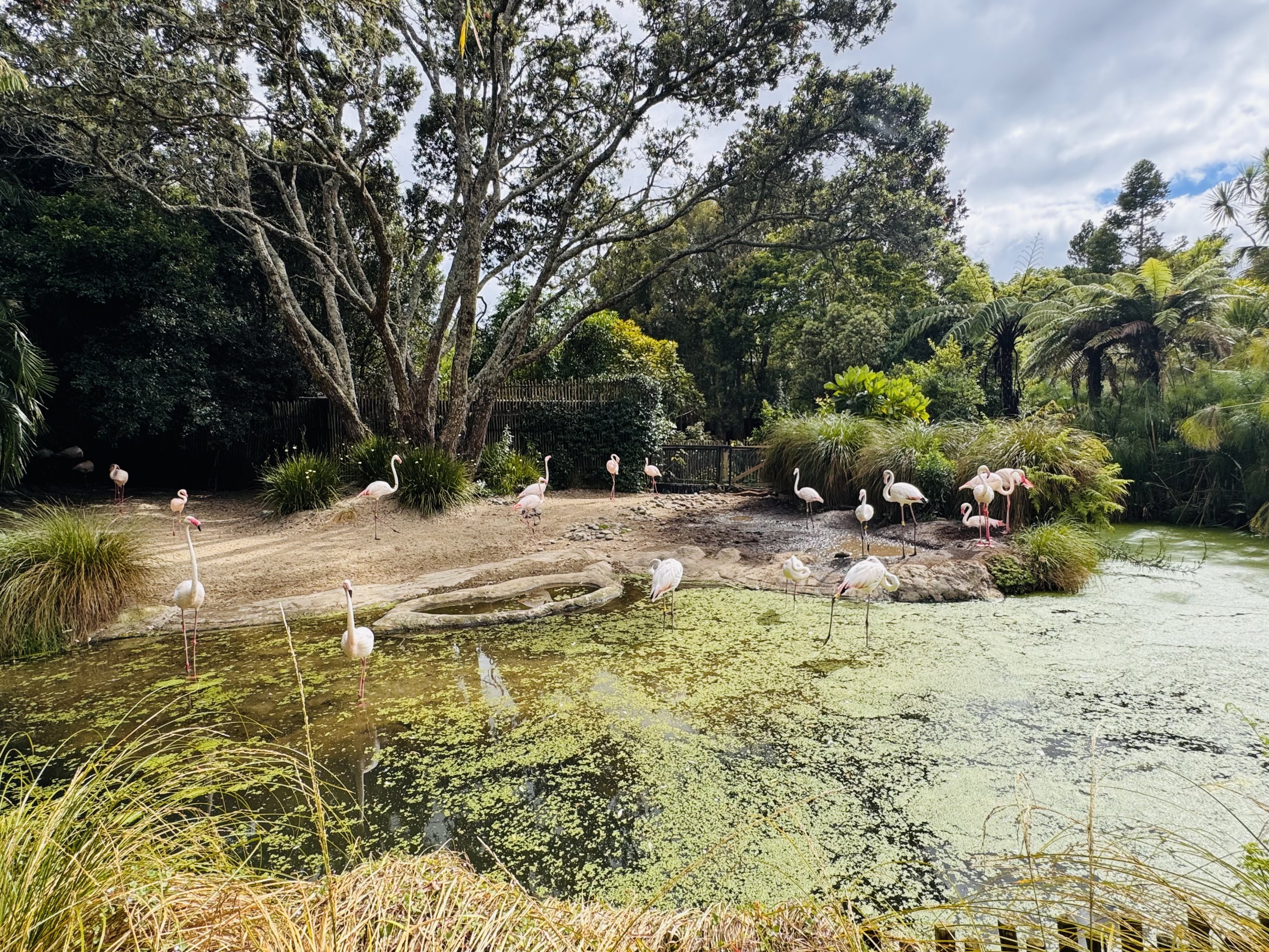 Greater flamingo enclosure