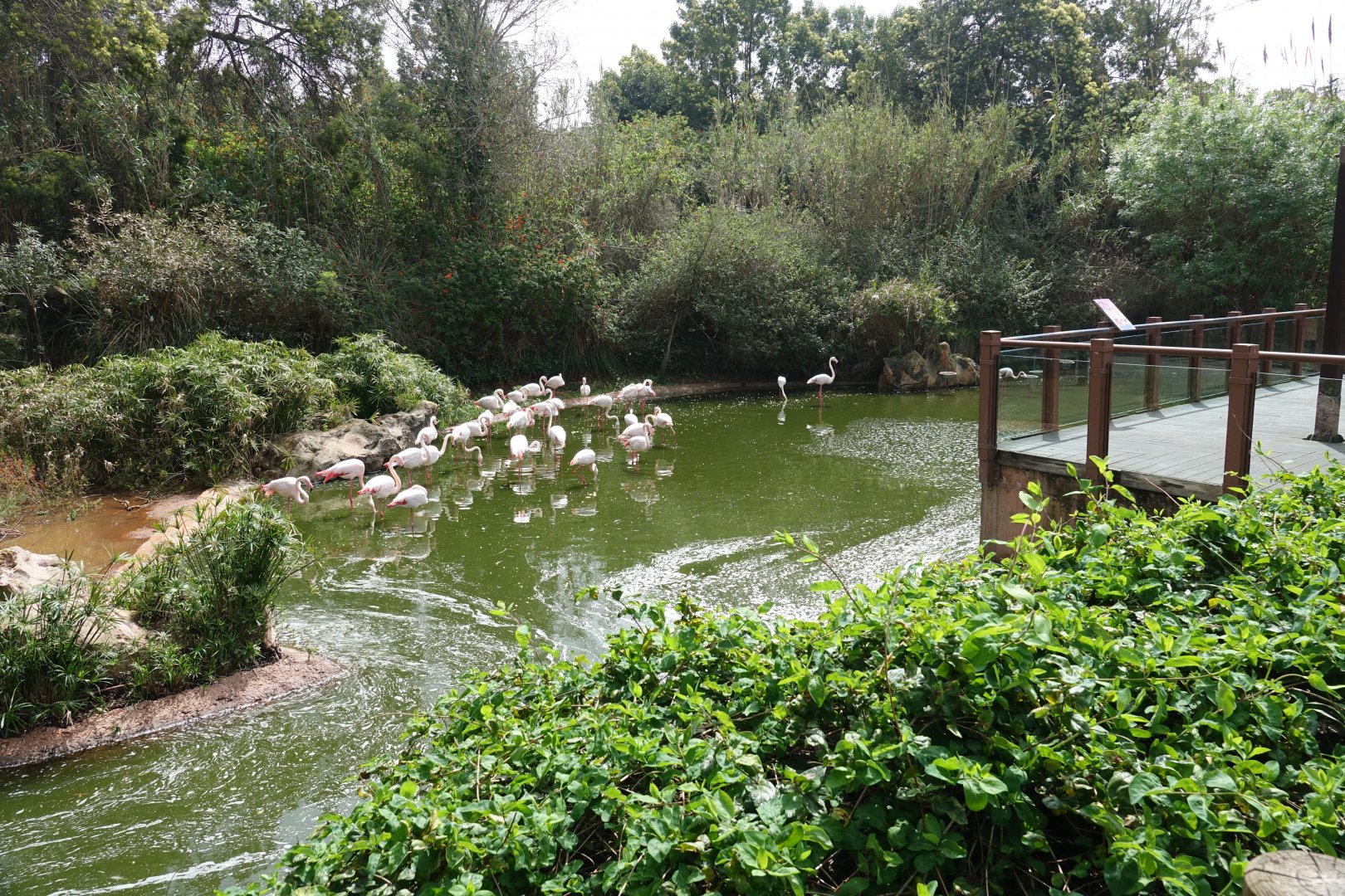 Greater Flamingo Enclosure