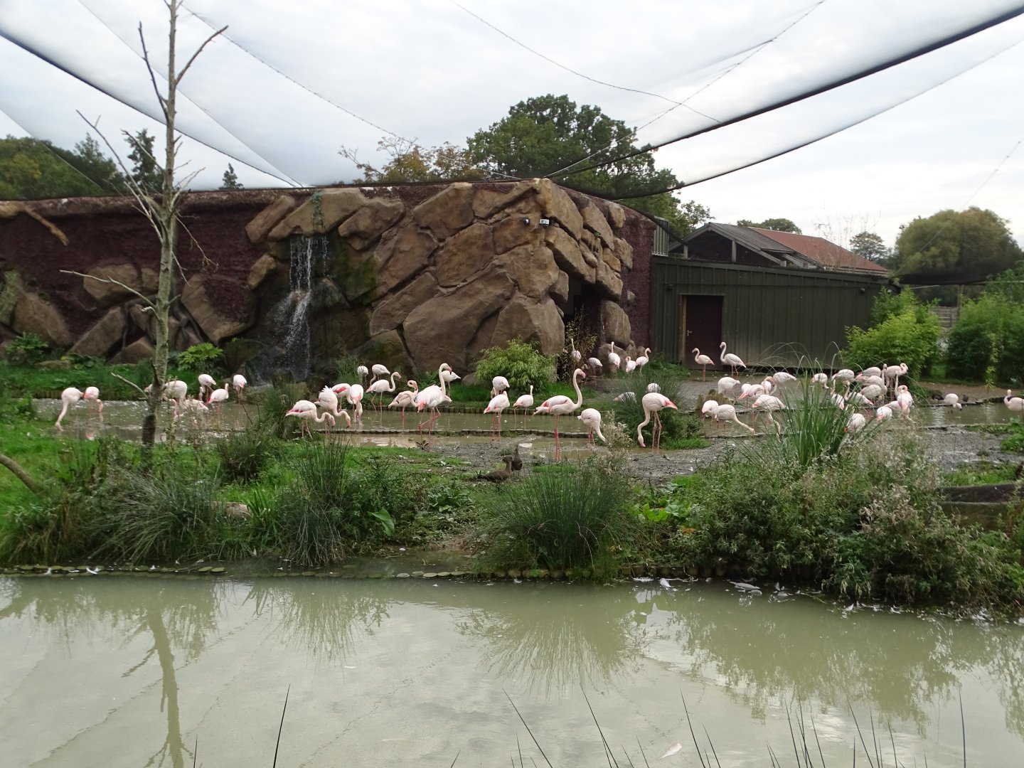 Greater Flamingo etc exhibit, 2nd October 2025