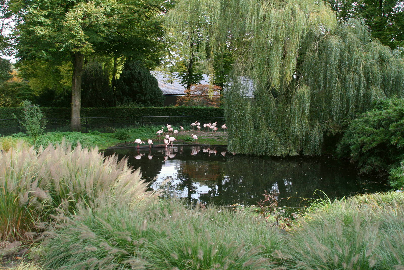 Greater Flamingo exhibbit