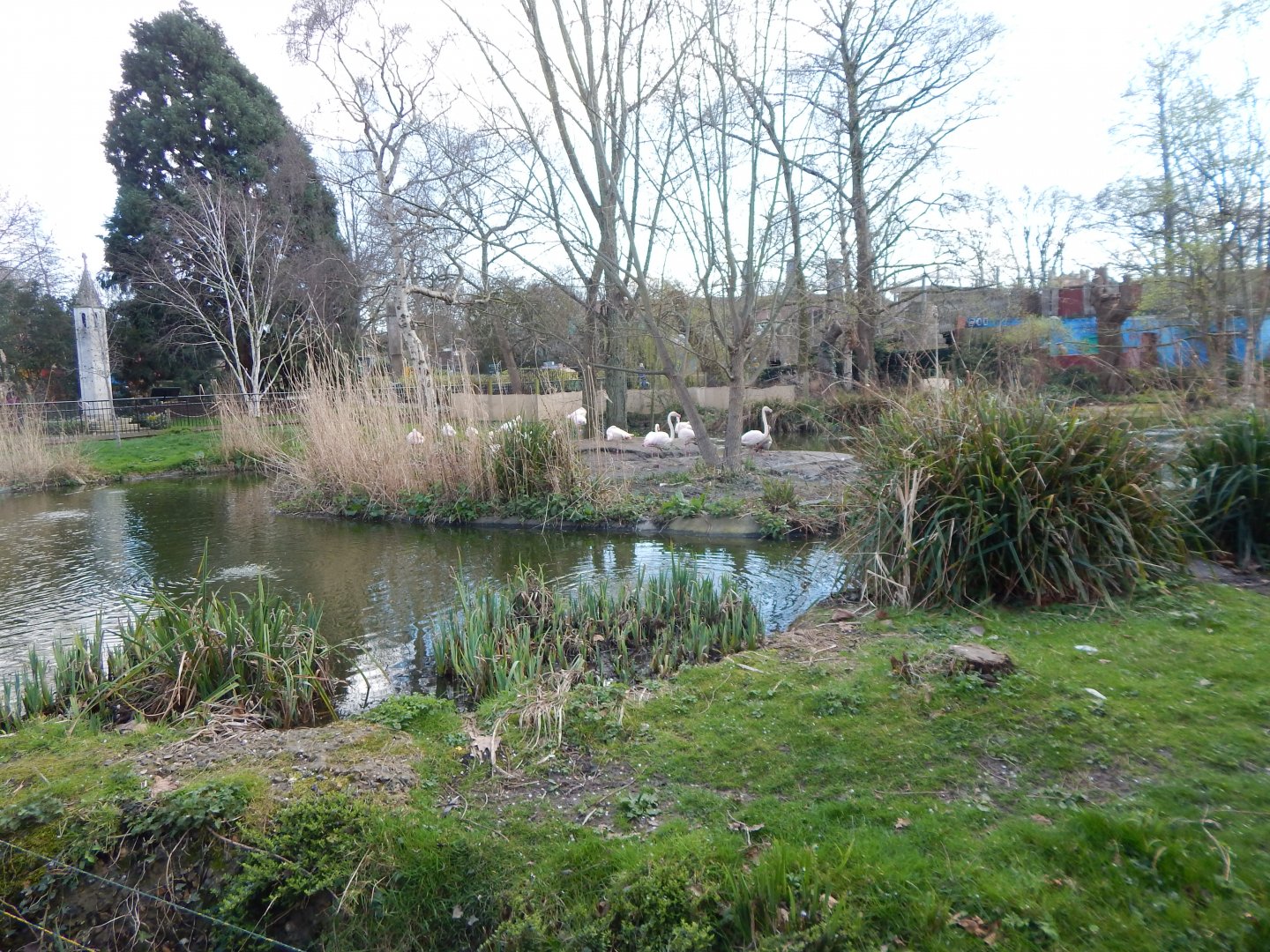 Greater flamingo exhibit 180322
