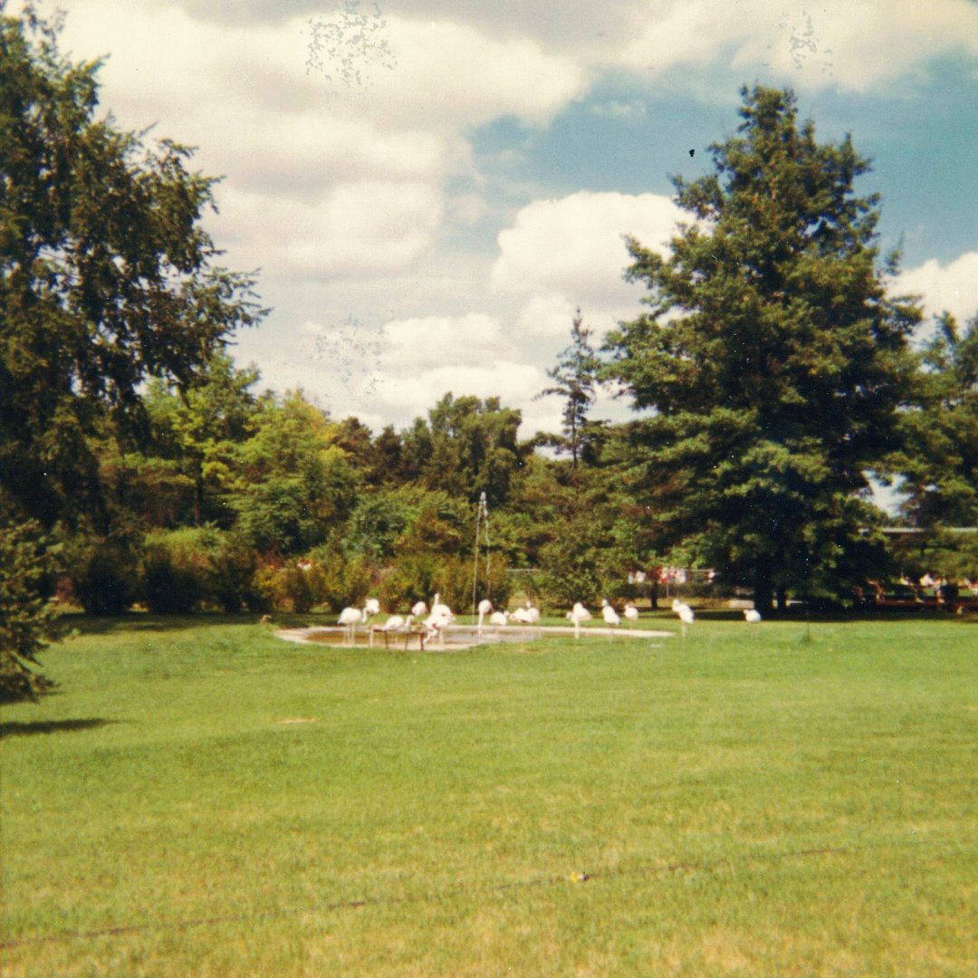 Greater Flamingo Exhibit 1966