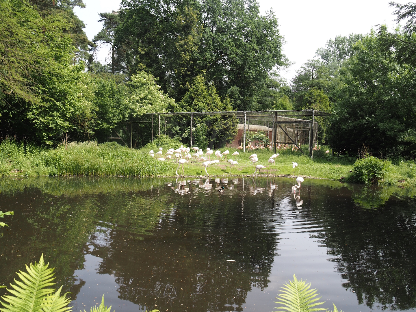 Greater flamingo exhibit, 2024-05-21