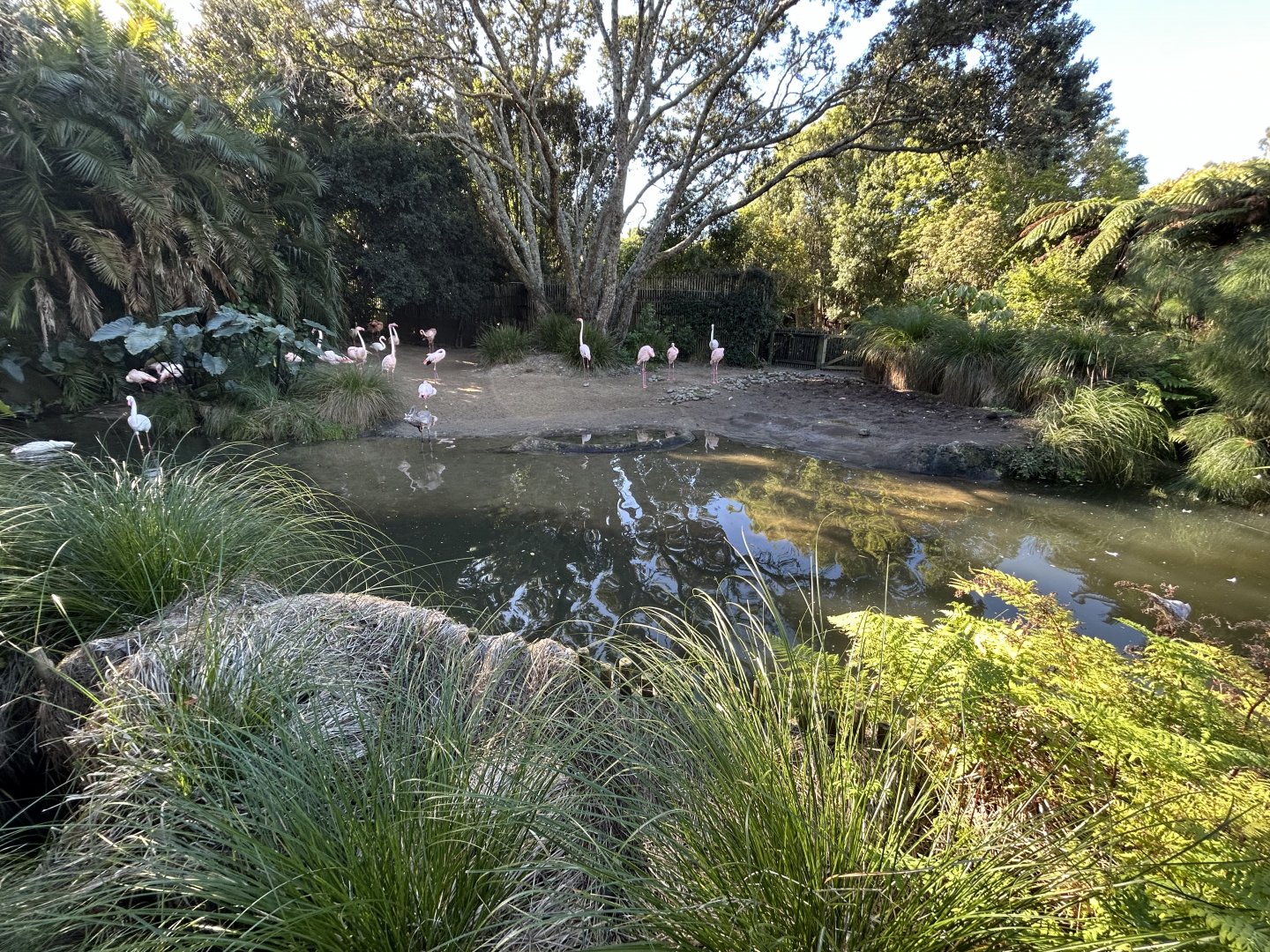 Greater Flamingo Exhibit - African Safari Track
