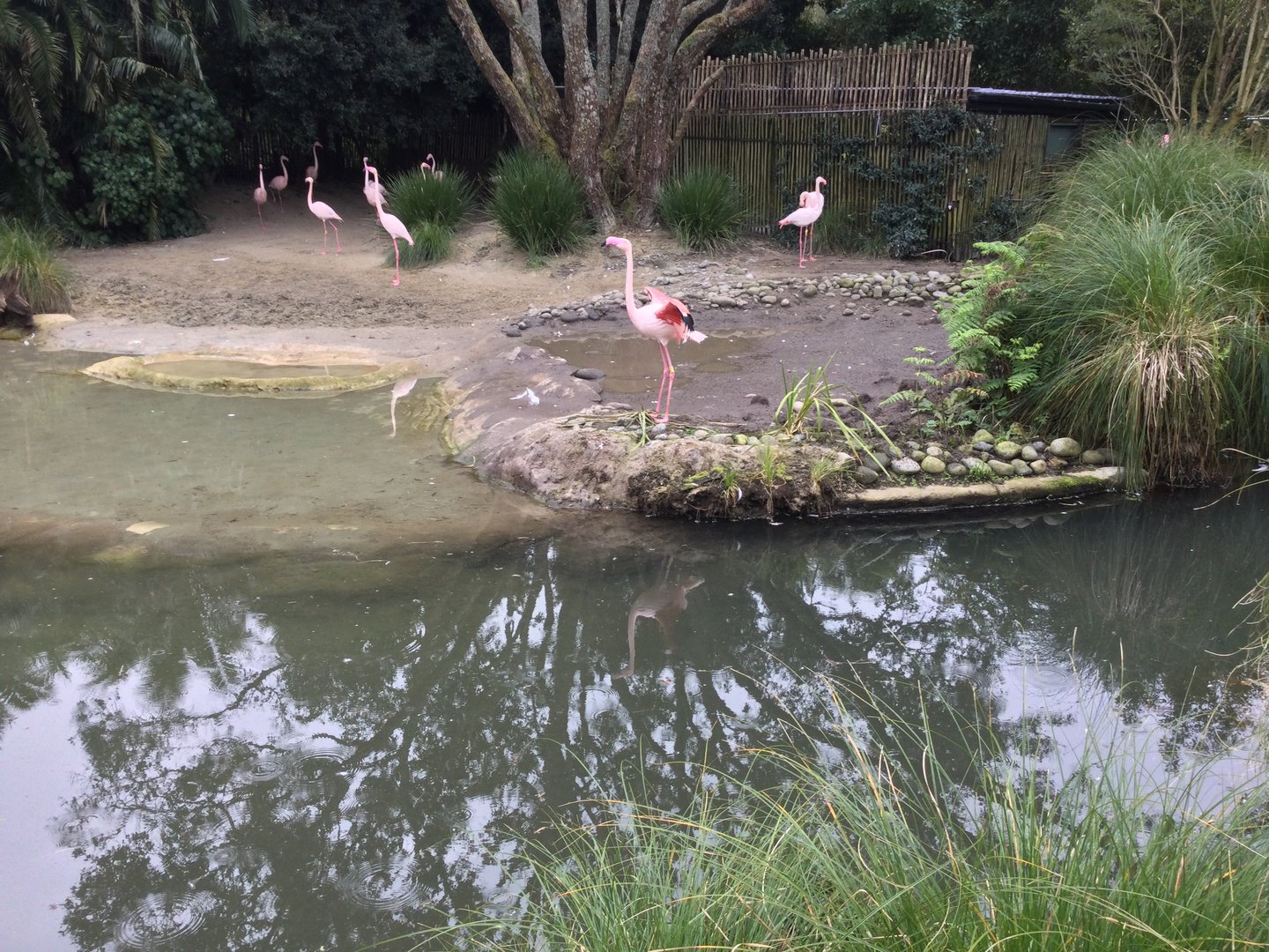 Greater Flamingo Exhibit (Renovated)