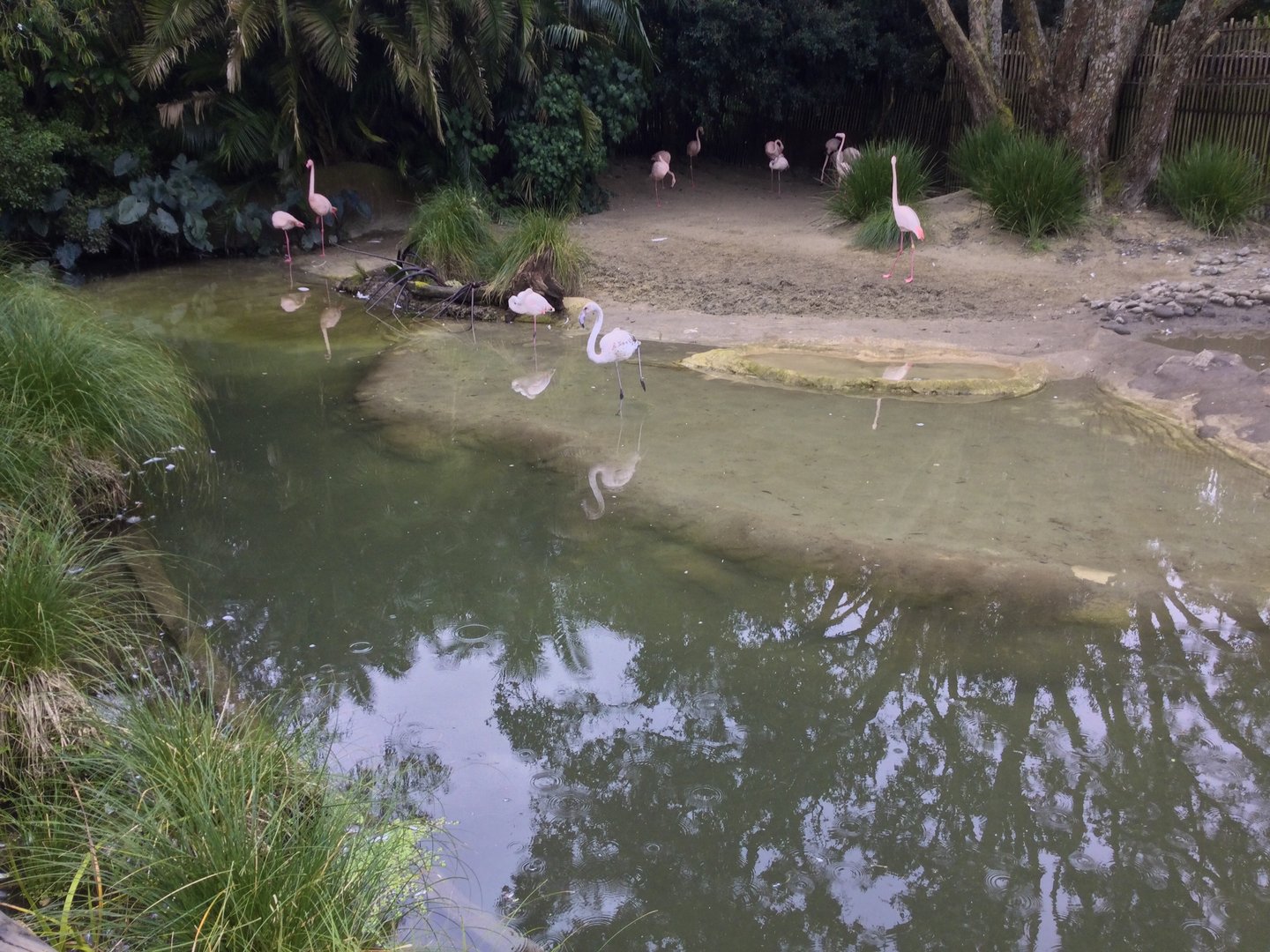 Greater Flamingo Exhibit (Renovated)