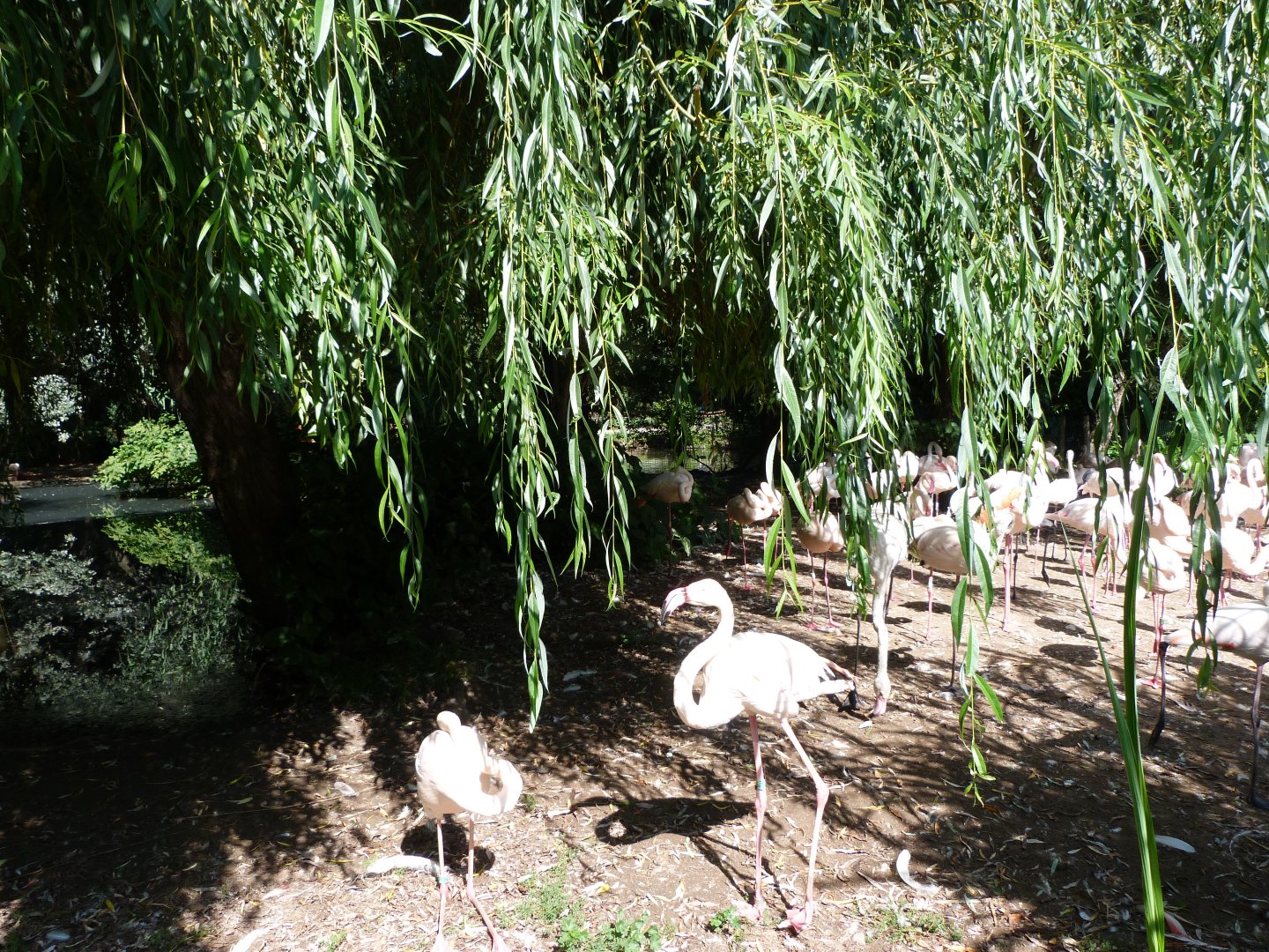 Greater flamingo exhibit -Zoo Praha (2025)