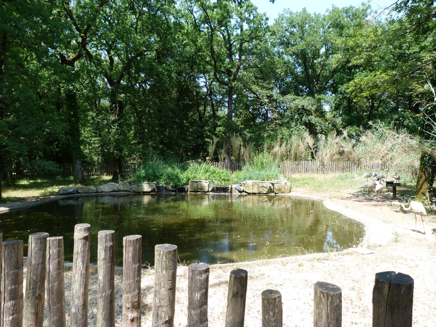 Greater flamingo exhibit -Zoodyssée (2025)