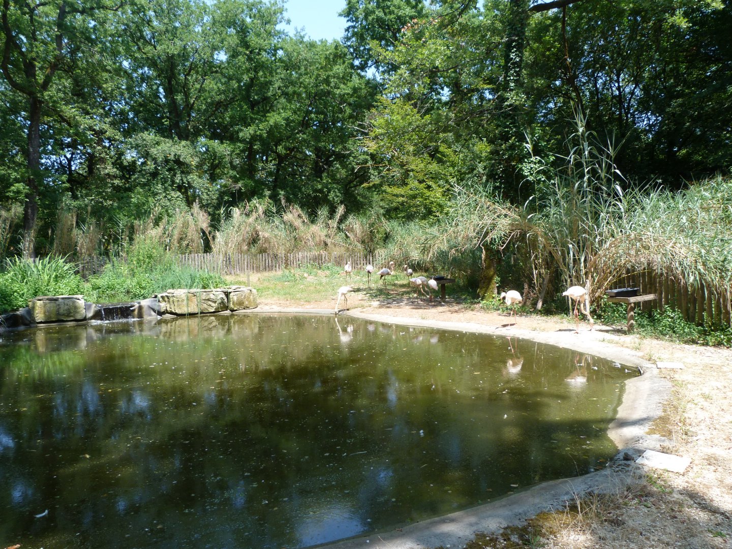 Greater flamingo exhibit -Zoodyssée (2025)