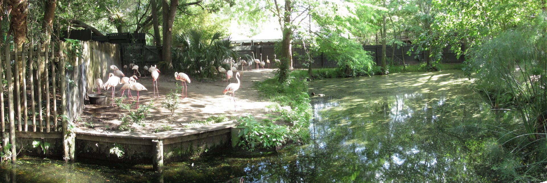 Greater Flamingo Exhibit