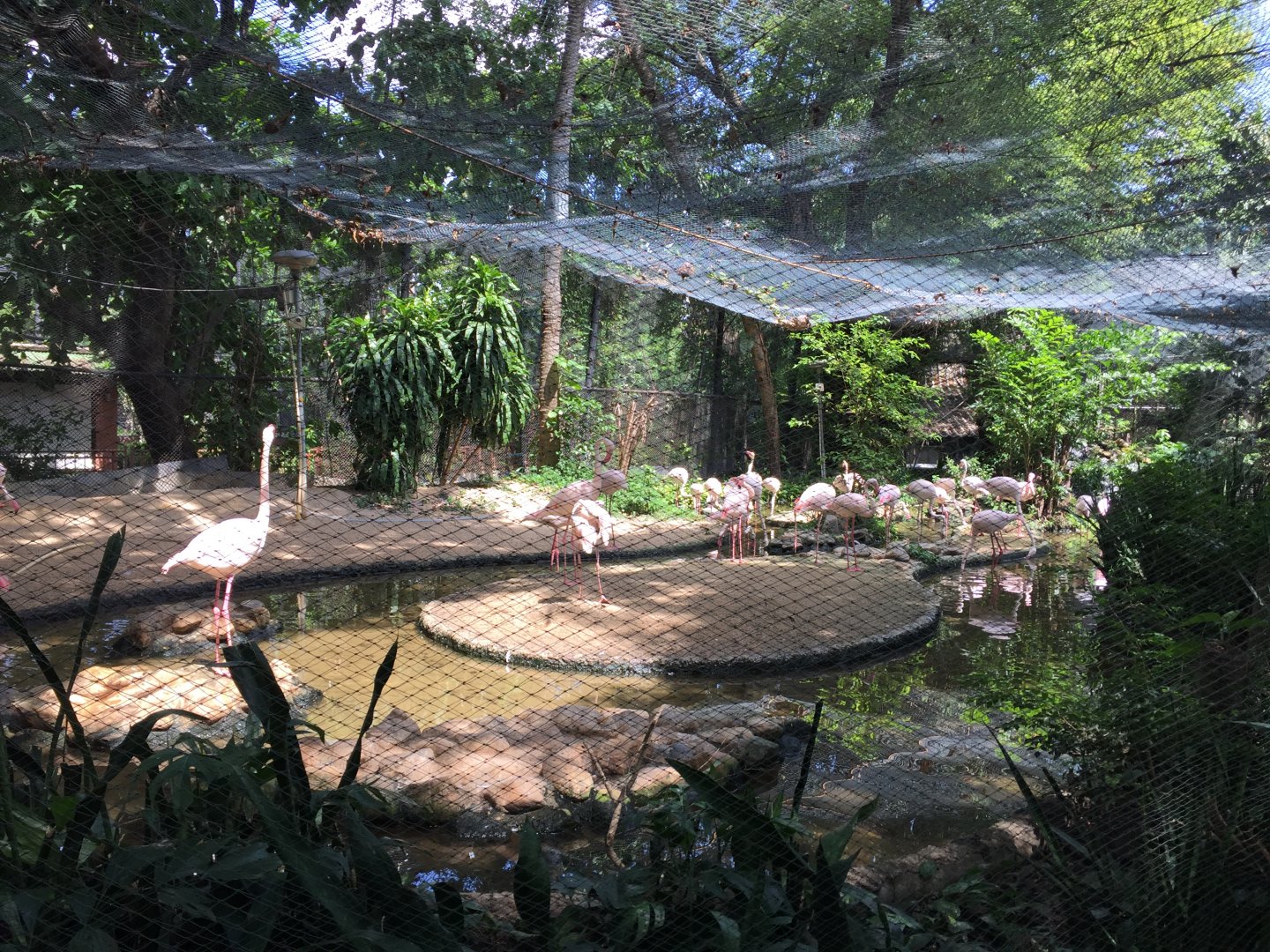 Greater Flamingo Exhibit