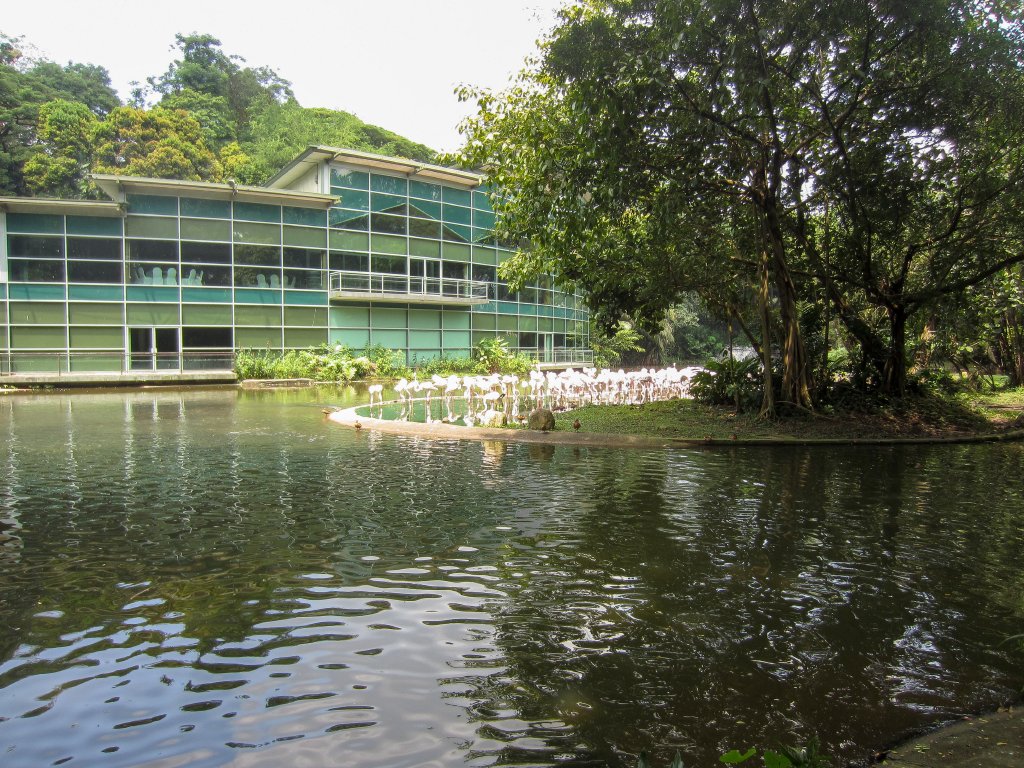 Greater Flamingo exhibit