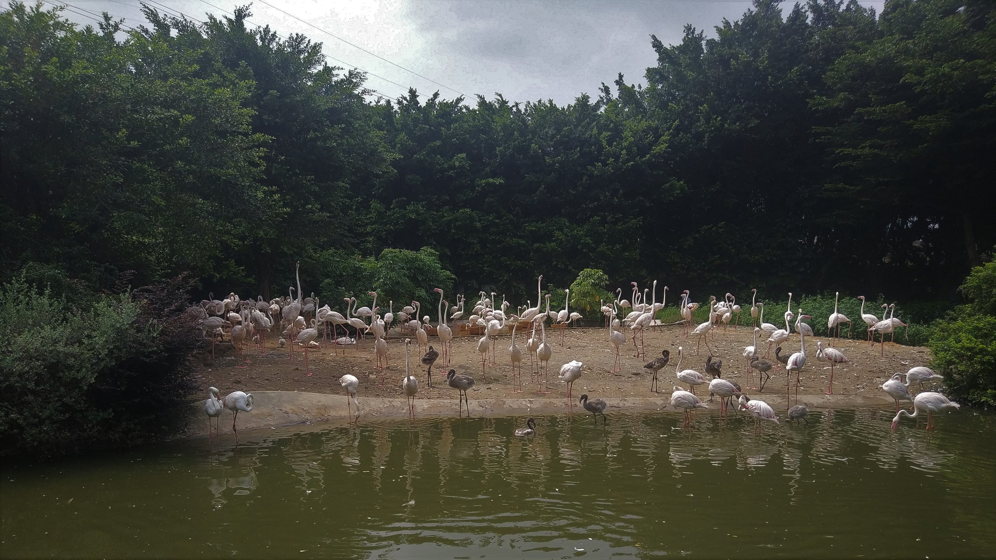 Greater Flamingo Exhibit