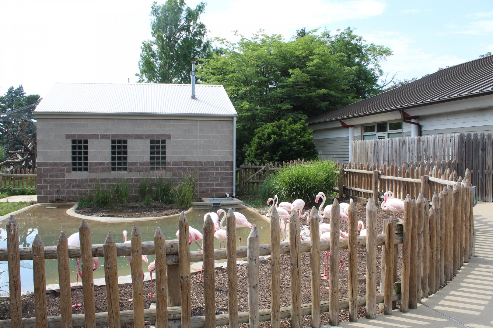 Greater Flamingo Exhibit