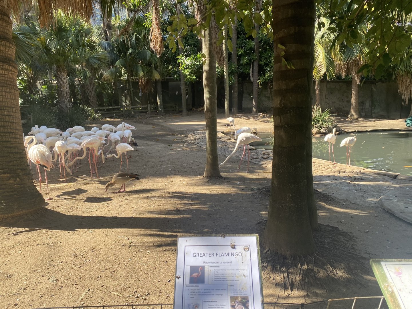 Greater Flamingo Exhibit