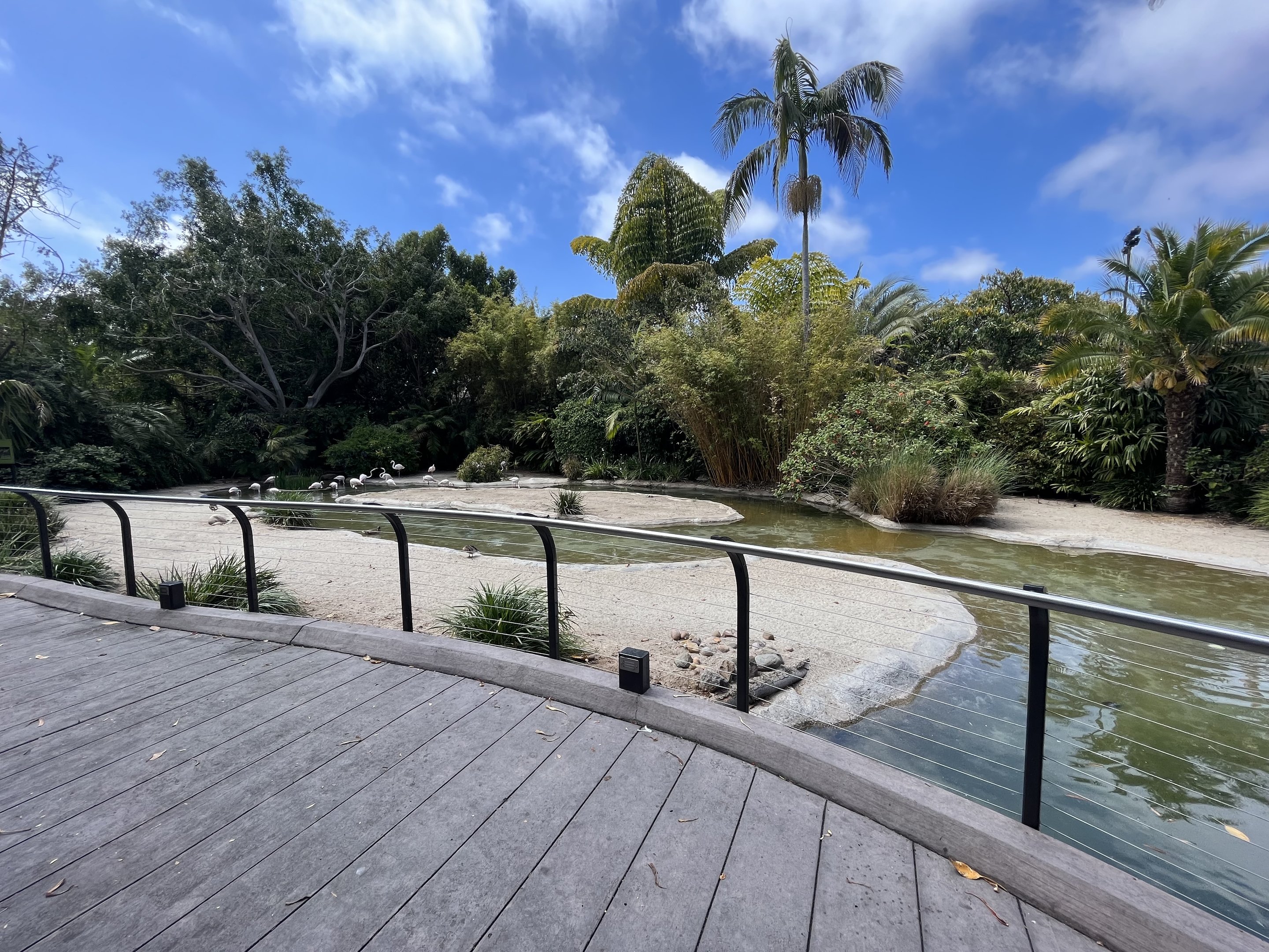 Greater Flamingo Exhibit