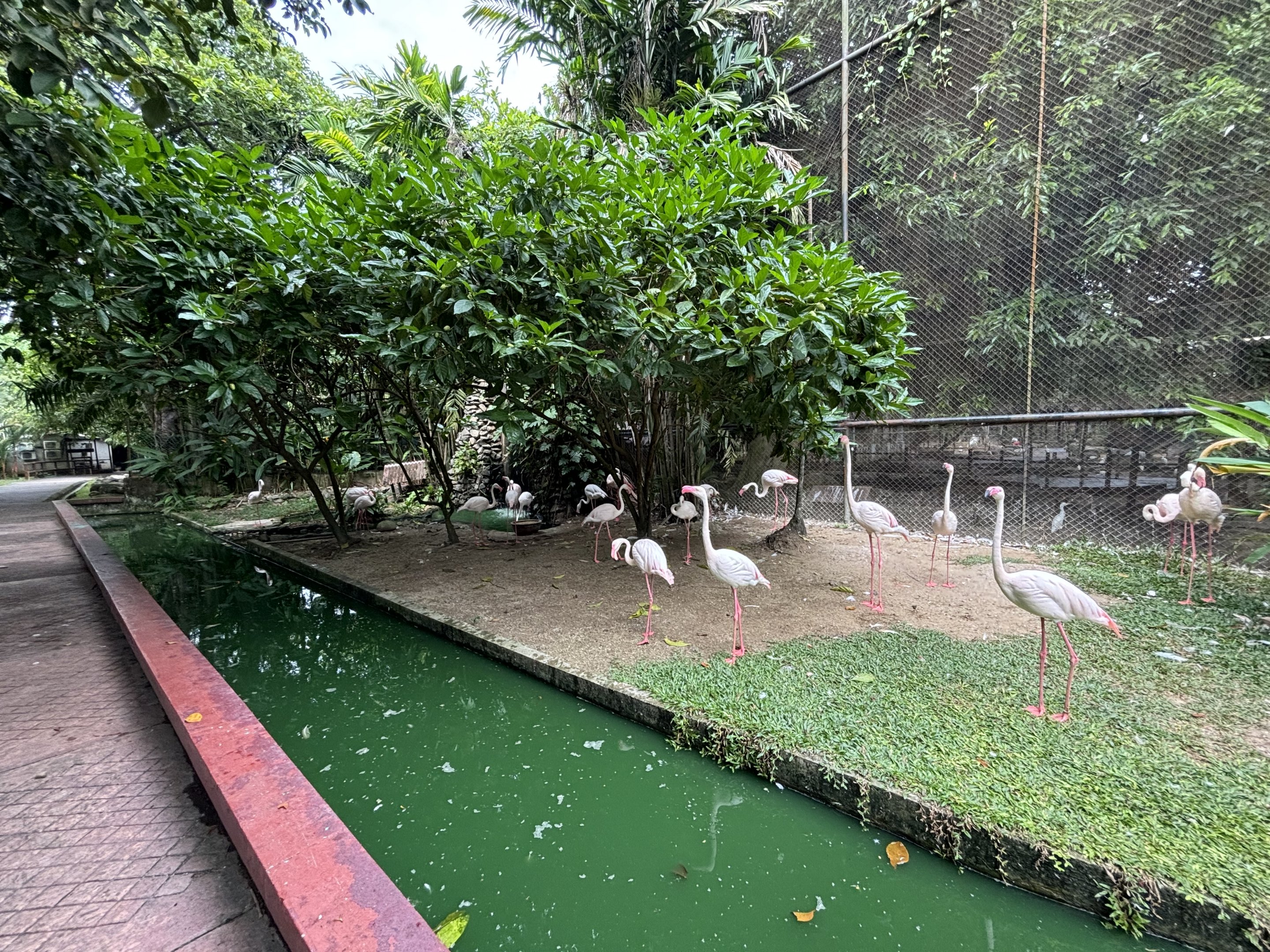 Greater Flamingo Exhibit