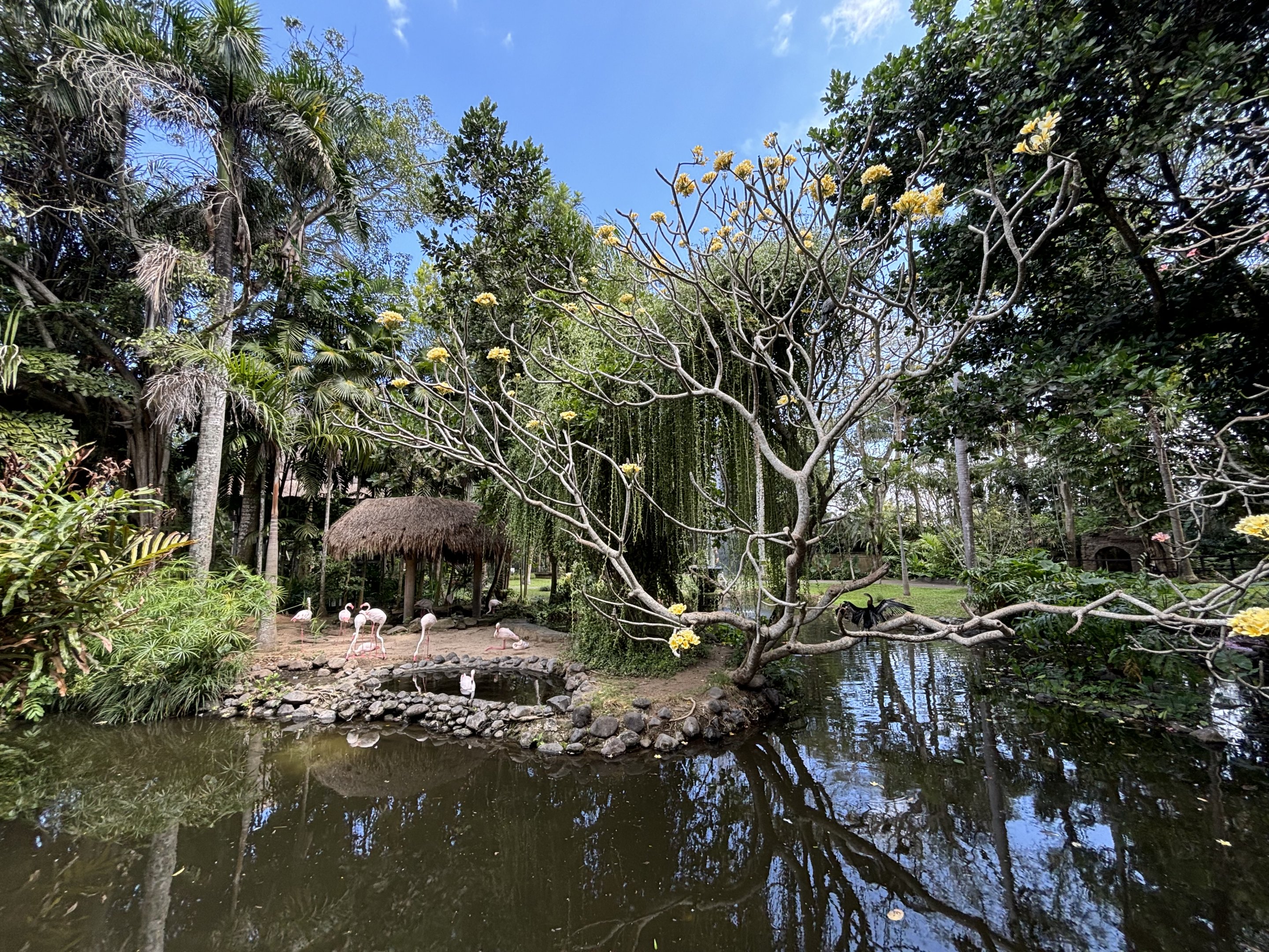 Greater Flamingo Exhibit
