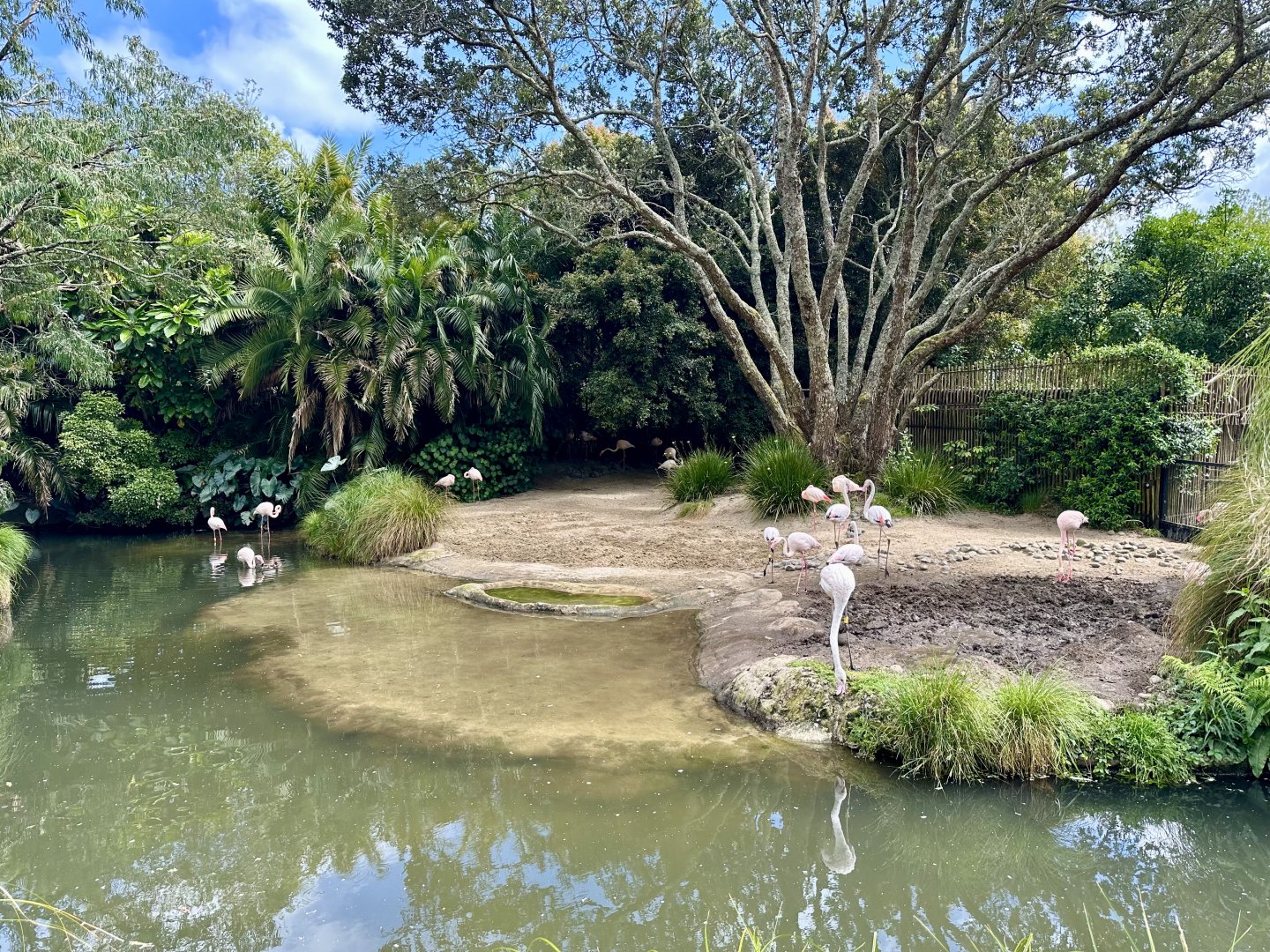 Greater Flamingo Exhibit