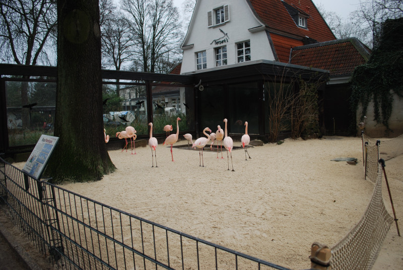 Greater flamingo exhibit