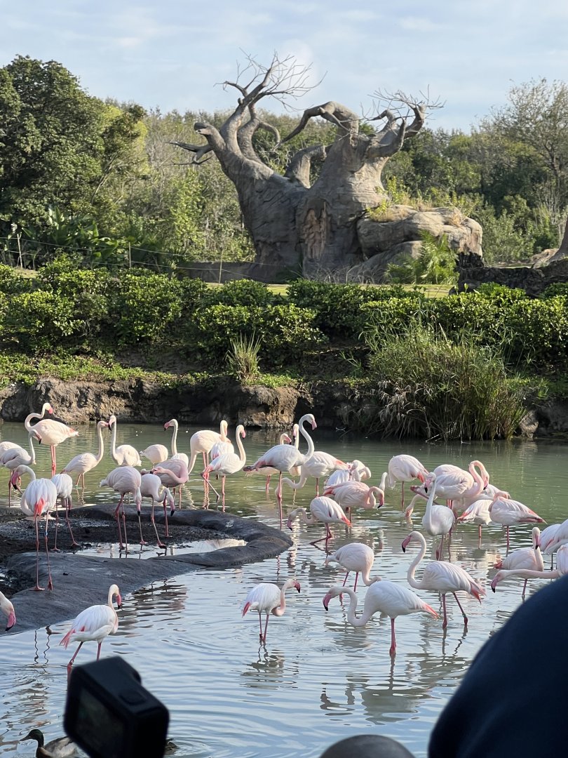 Greater Flamingo Exhibit