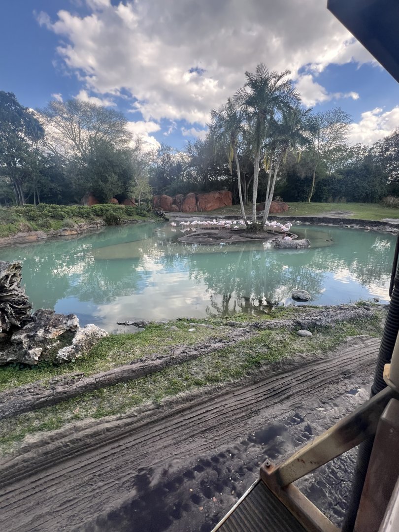 Greater Flamingo Exhibit