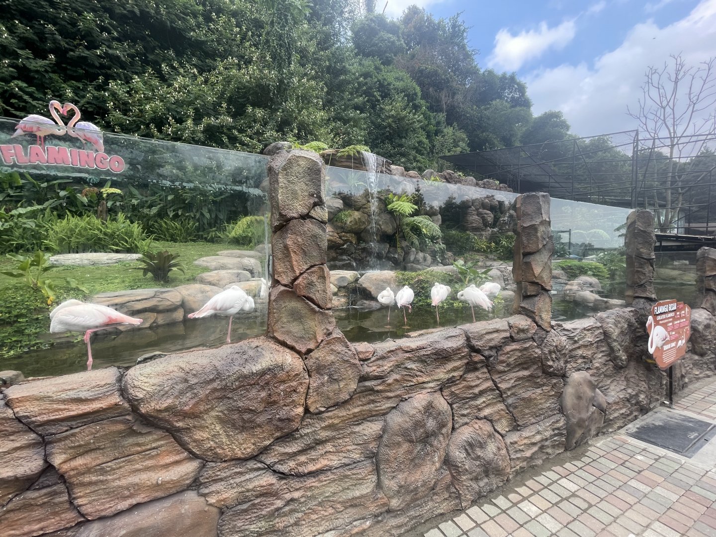 greater flamingo exhibit