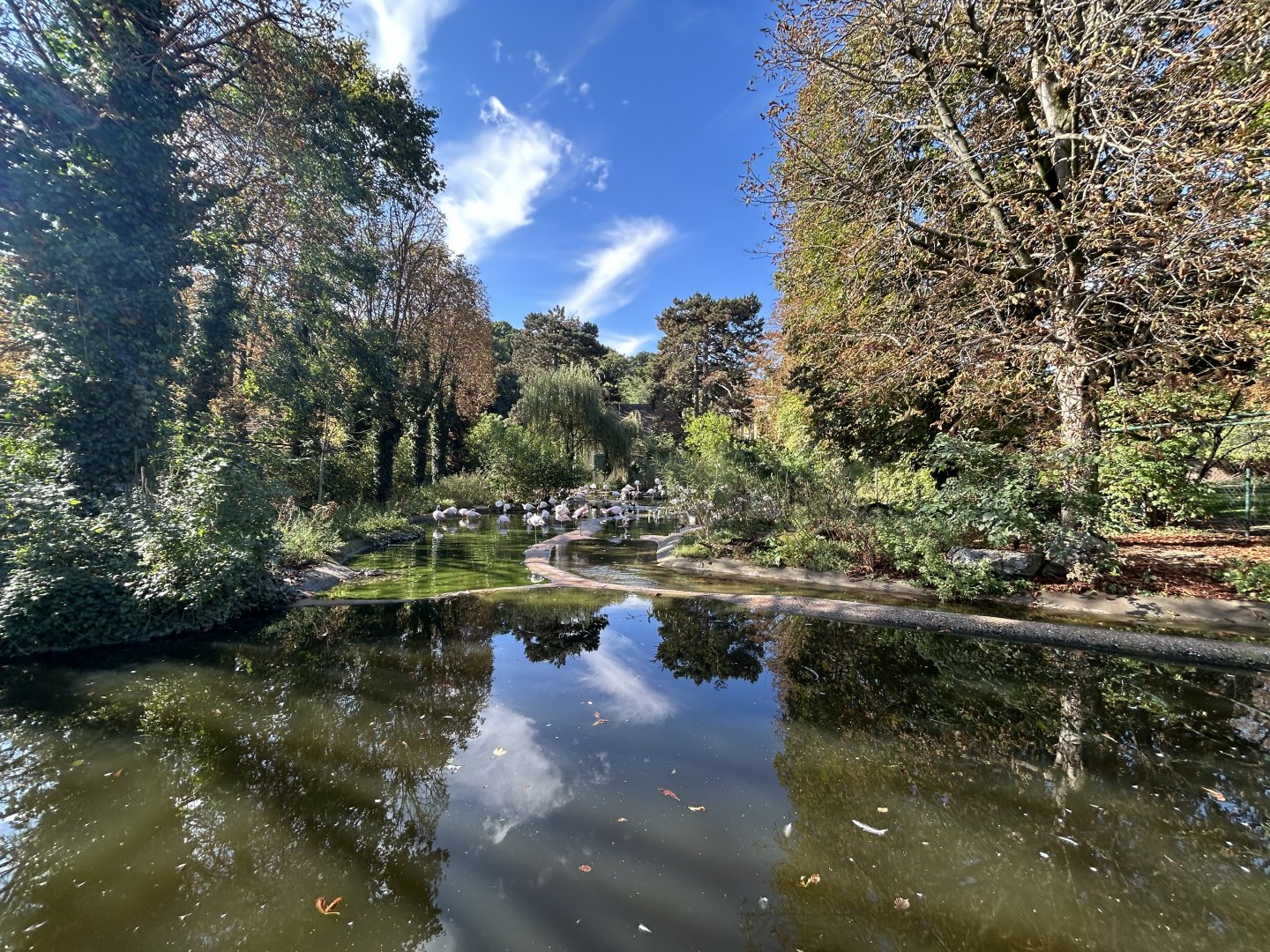 Greater Flamingo Exhibit