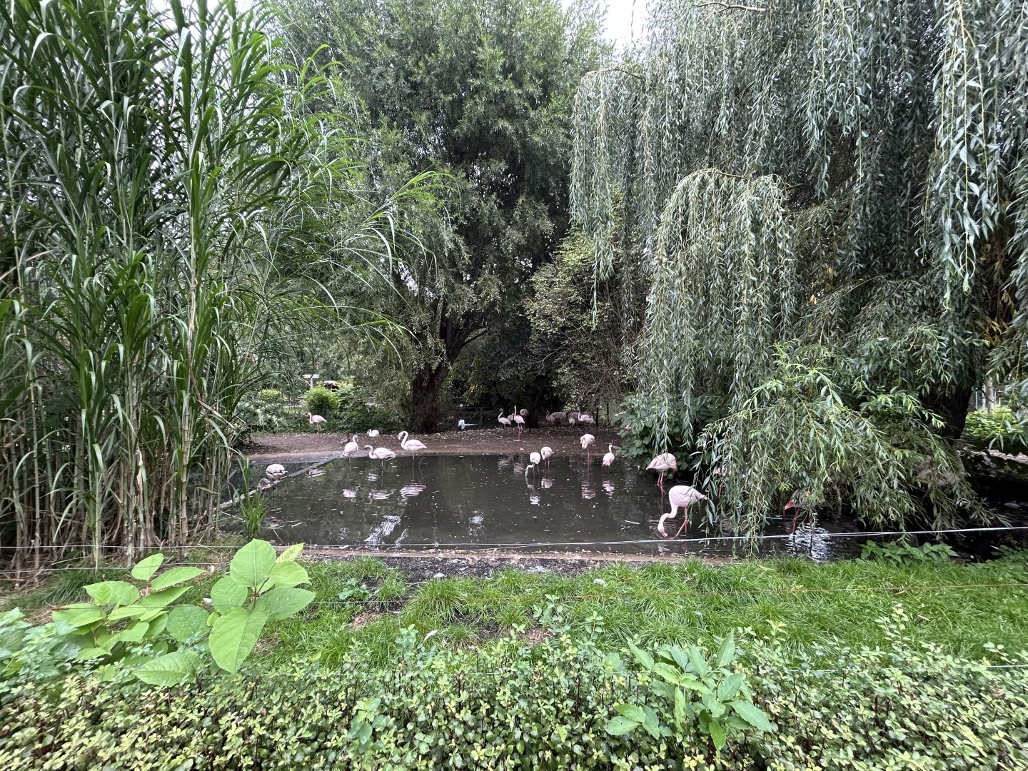 Greater Flamingo Exhibit