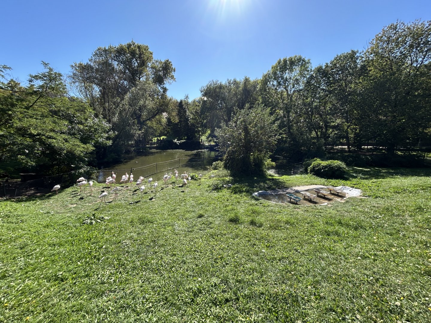 Greater Flamingo Exhibit