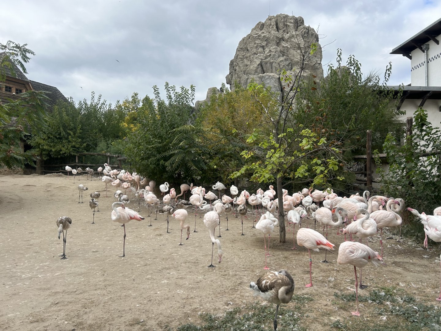 Greater Flamingo Exhibit