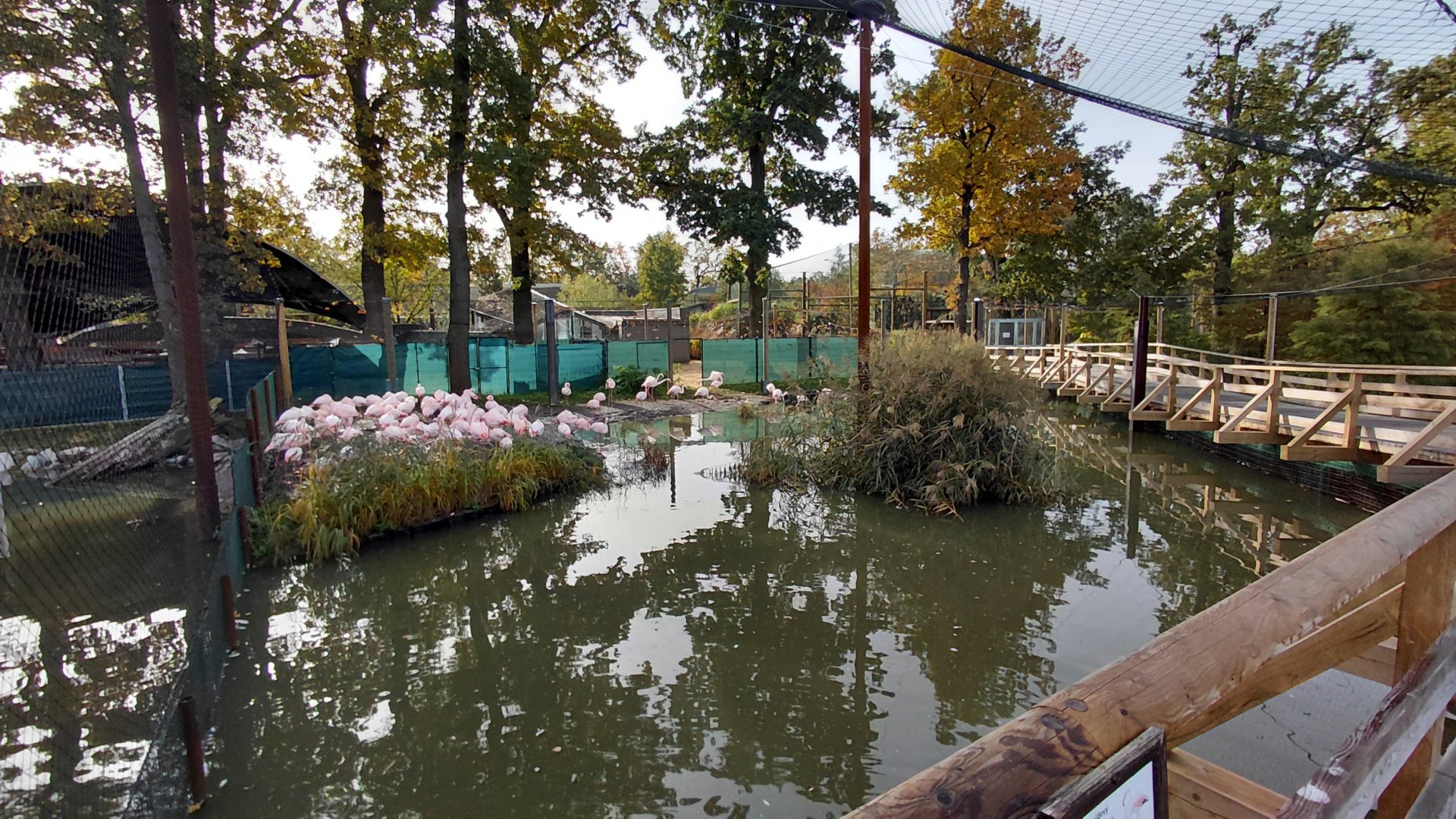 Greater flamingo exhibit