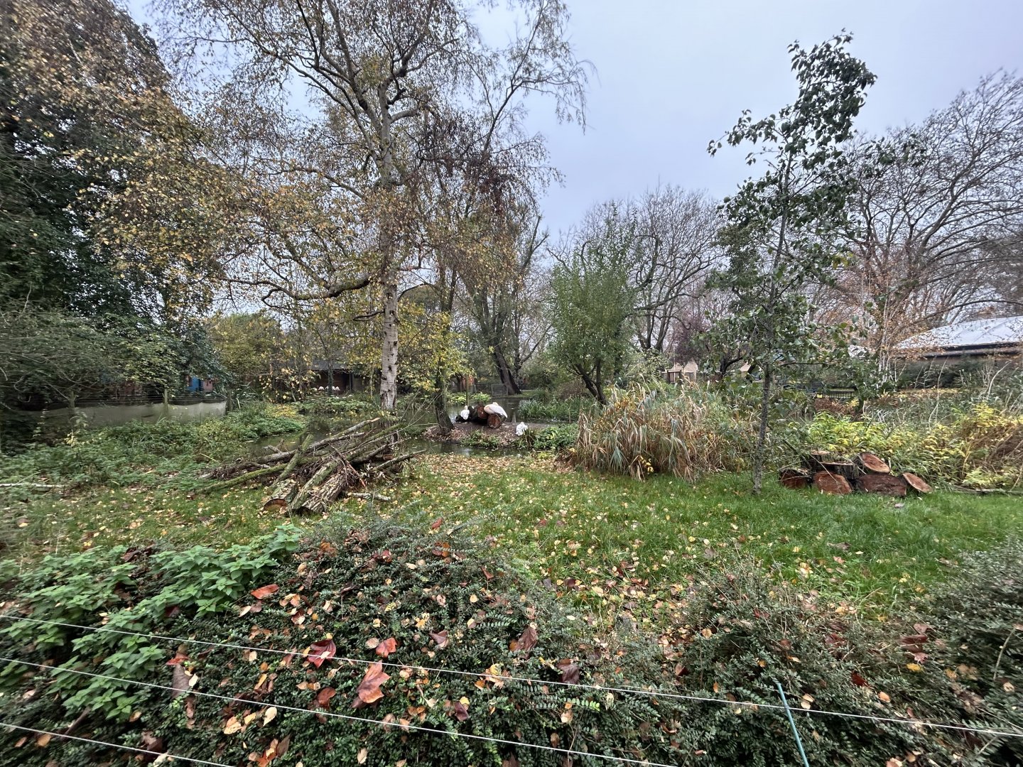Greater Flamingo Exhibit