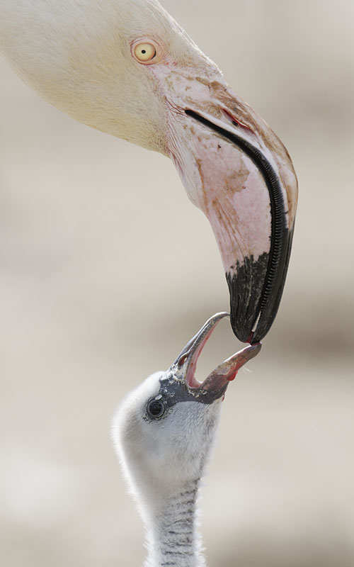 Greater flamingo feeding chick