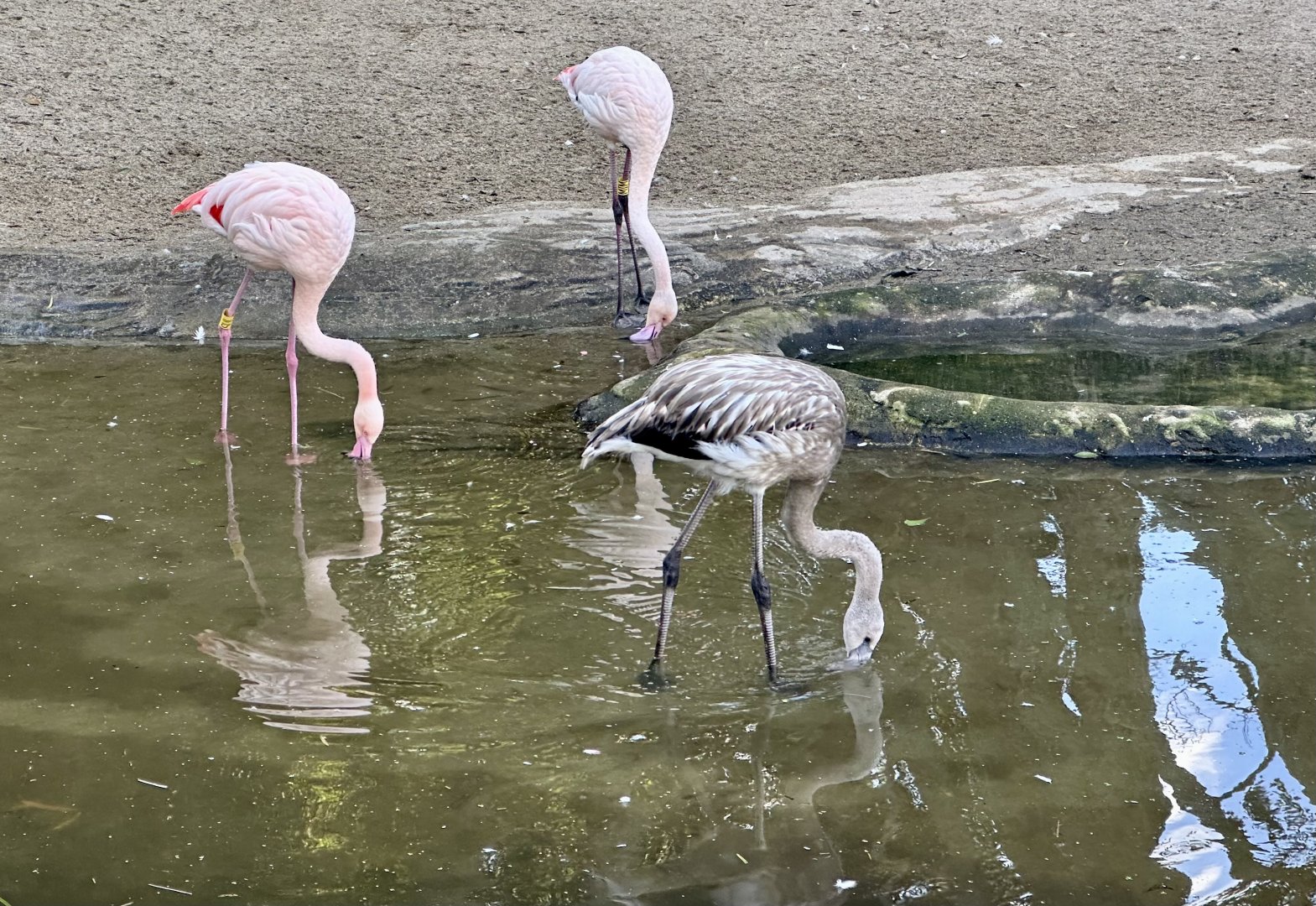 Greater Flamingo (Feeding)