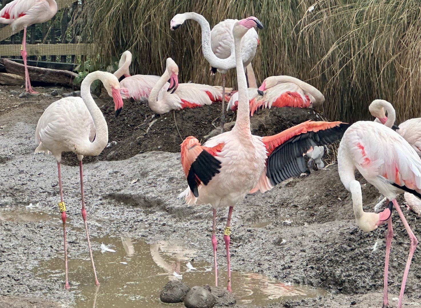 Greater Flamingo (Flapping Wings)