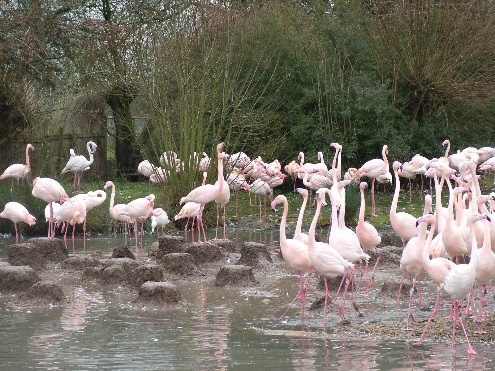 Greater Flamingo flock at Slimbridge 06/02/10