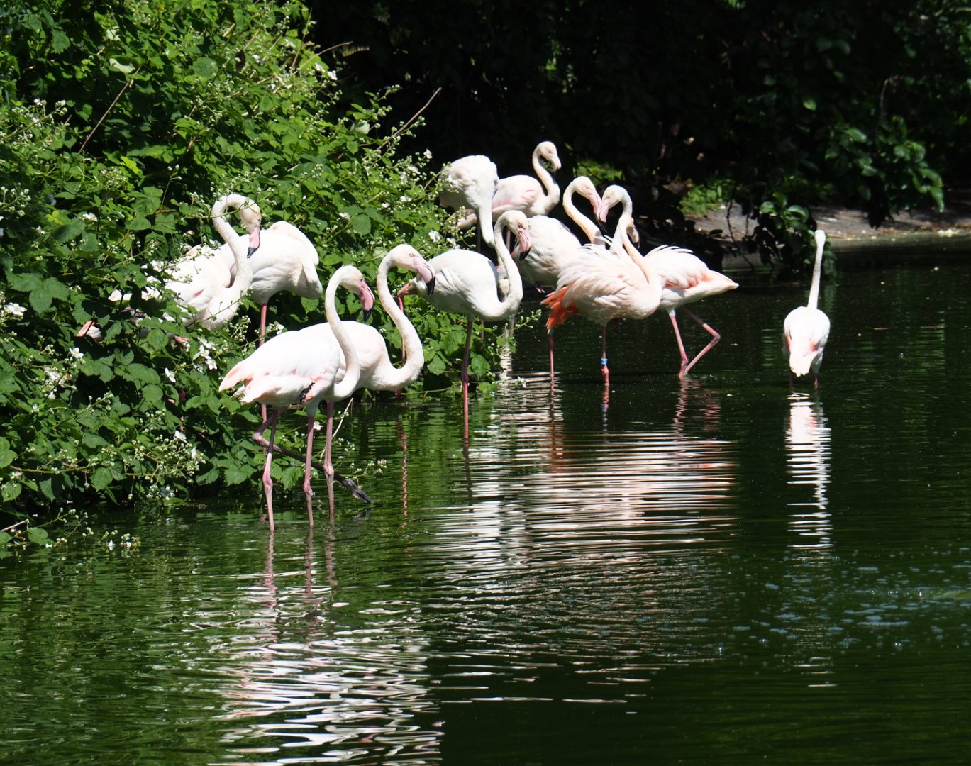 Greater flamingo flock (Phoenicopterus roseus), 2019-06-01