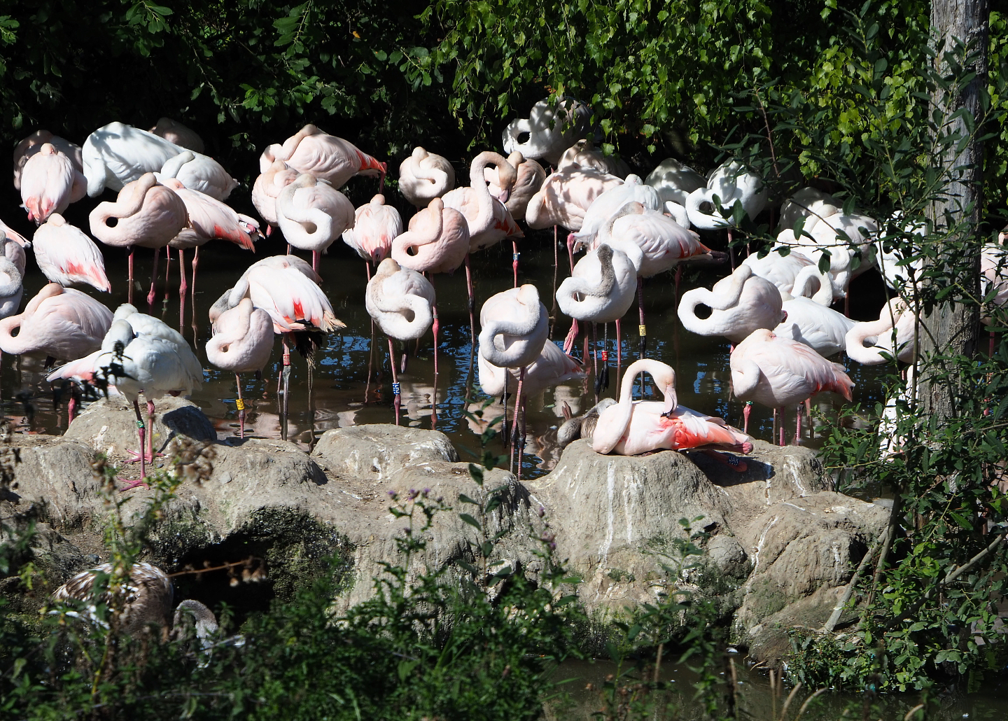 Greater flamingo flock (Phoenicopterus roseus), 2019-09-15
