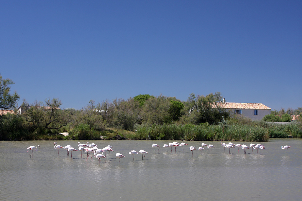 Greater Flamingo flock, Pont de Gau, 01/08/2011