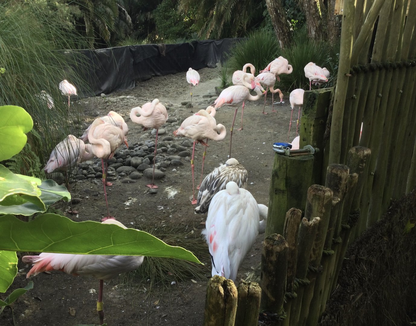 Greater Flamingo Flock (Temporary Exhibit)