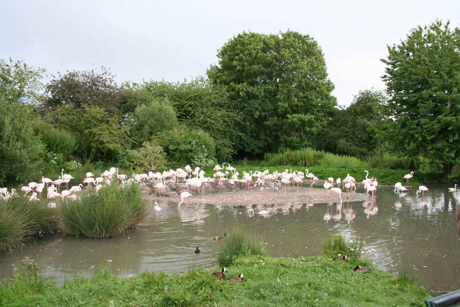 Greater flamingo flock