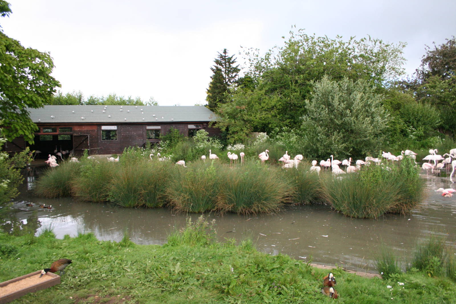 Greater flamingo flock