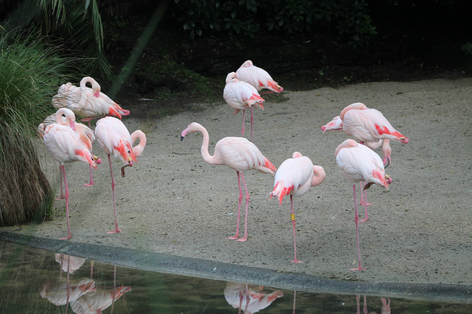 greater flamingo flock